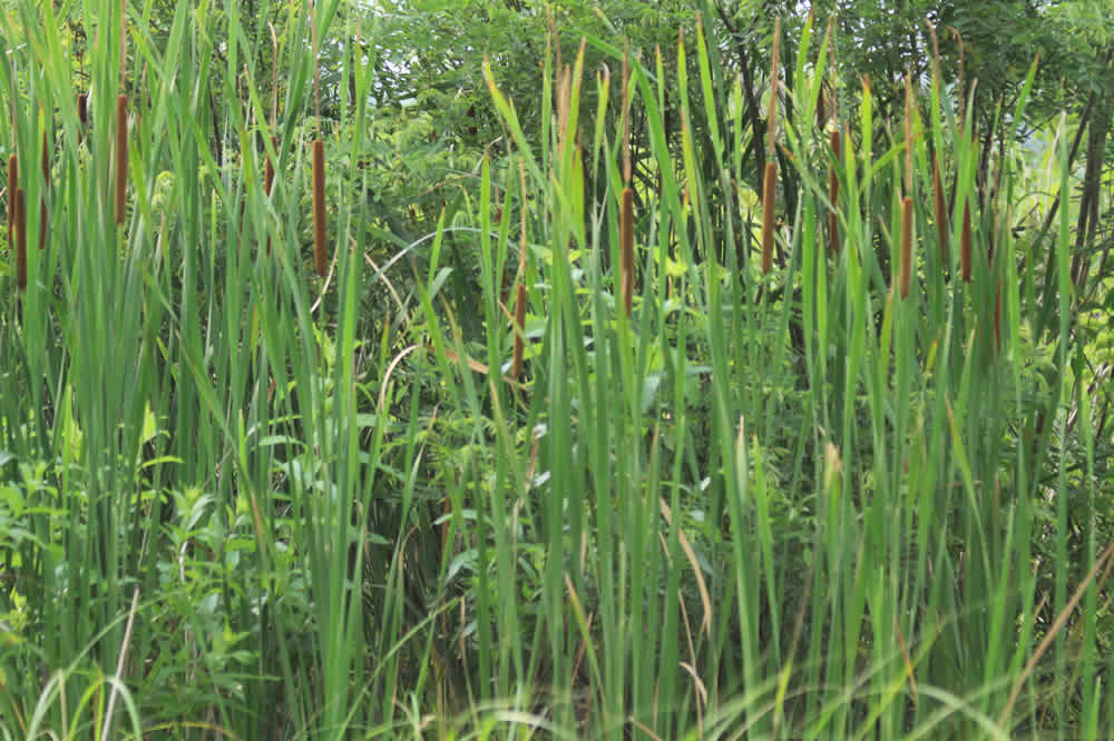 wetlands cattails