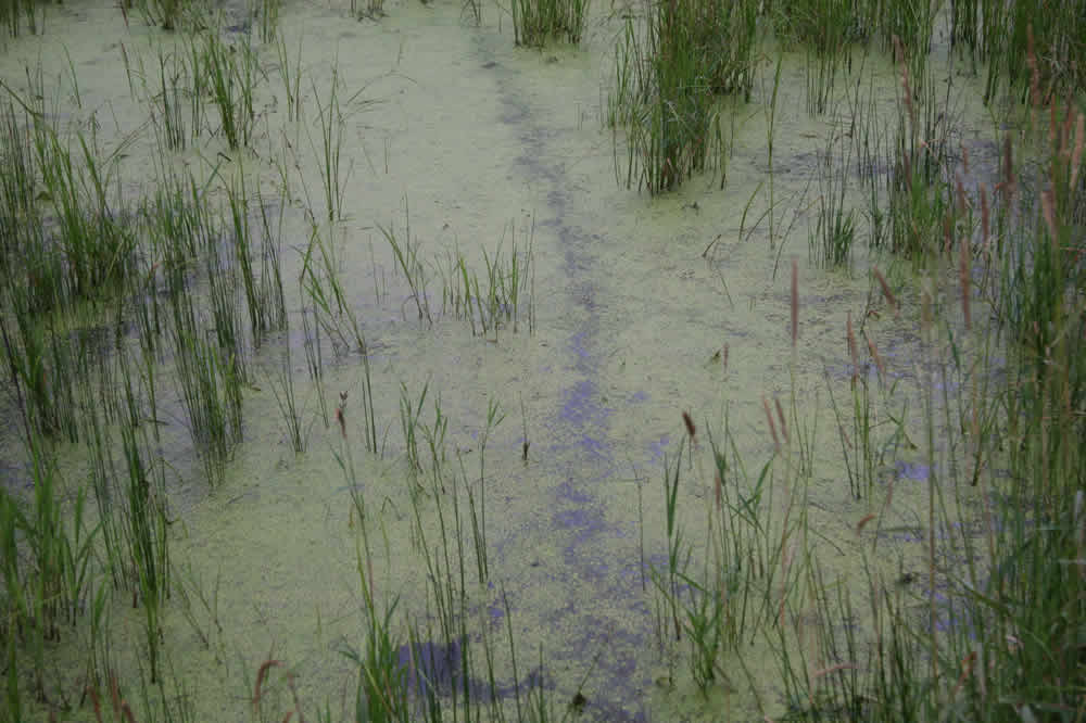 sights from wetland boardwalk