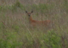 wetlands deer hiding