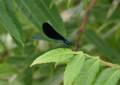 dragonfly wetlands