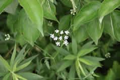 wetlands flowers