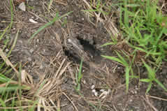 wetlands deer tracks