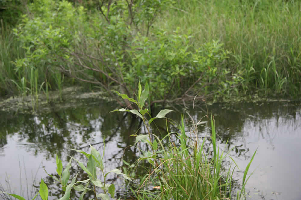 wetlands waterway