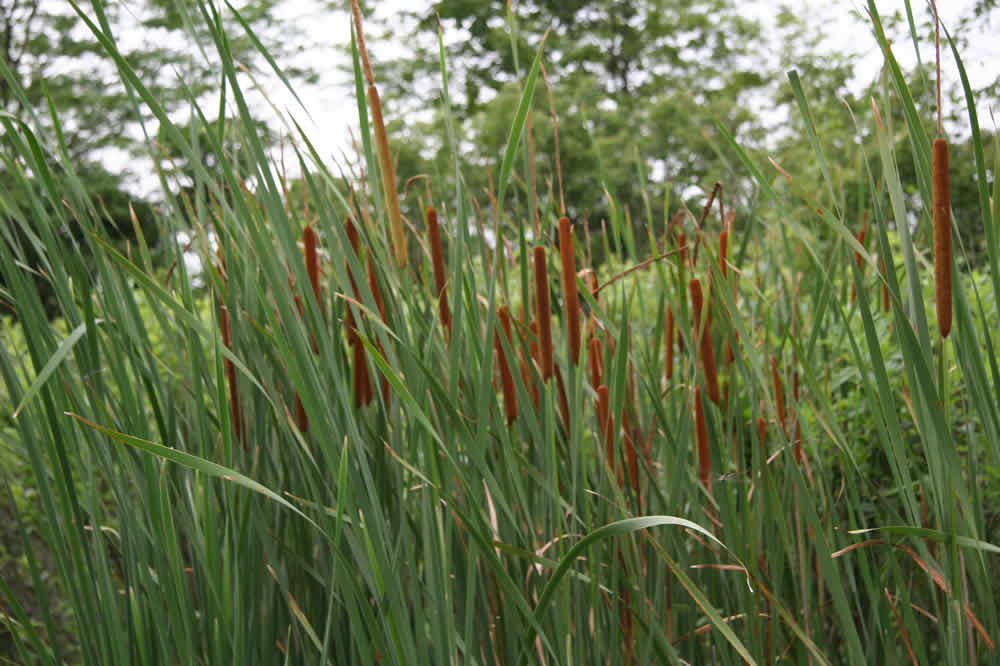 wetlands cattails