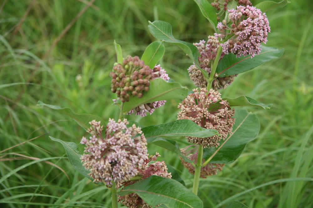 wetlands flowers