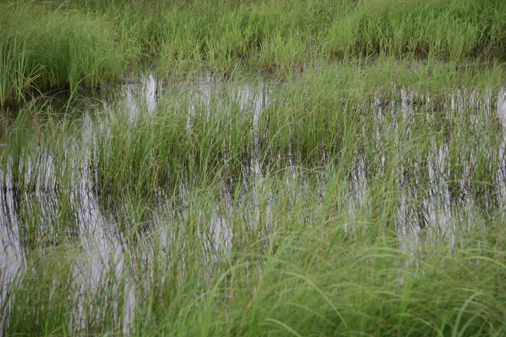 Baker wetlands