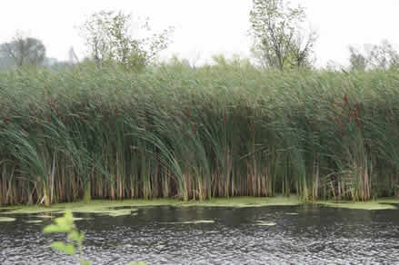 Baker cattails