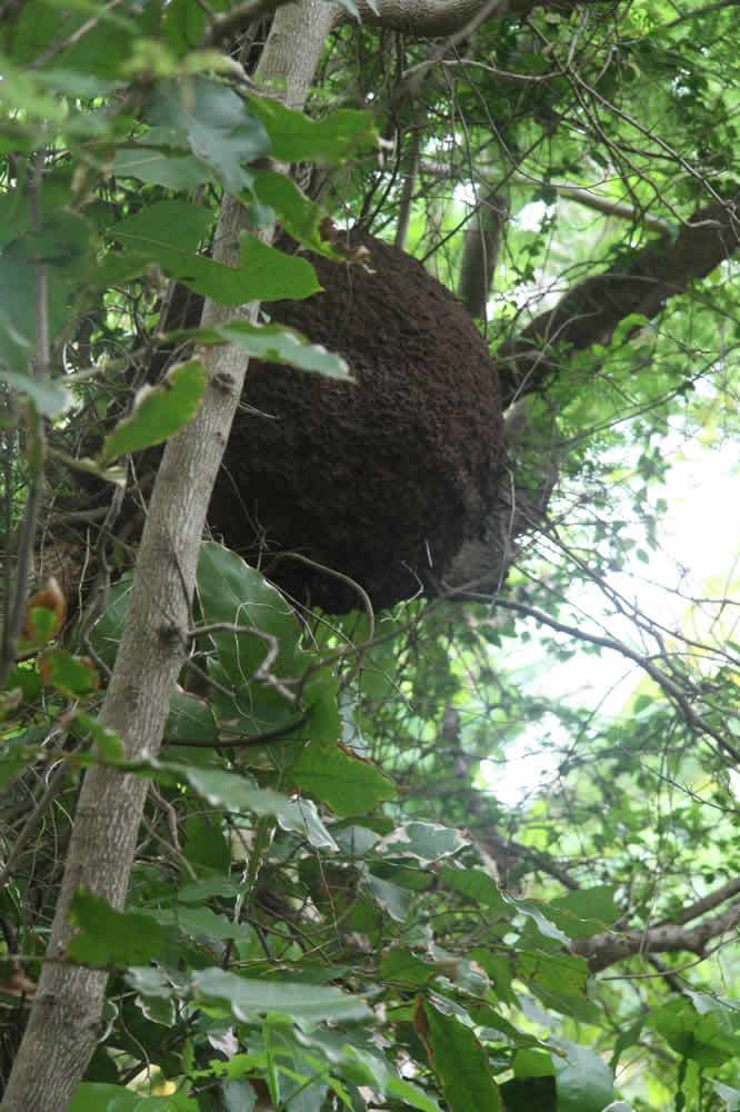 termite nest