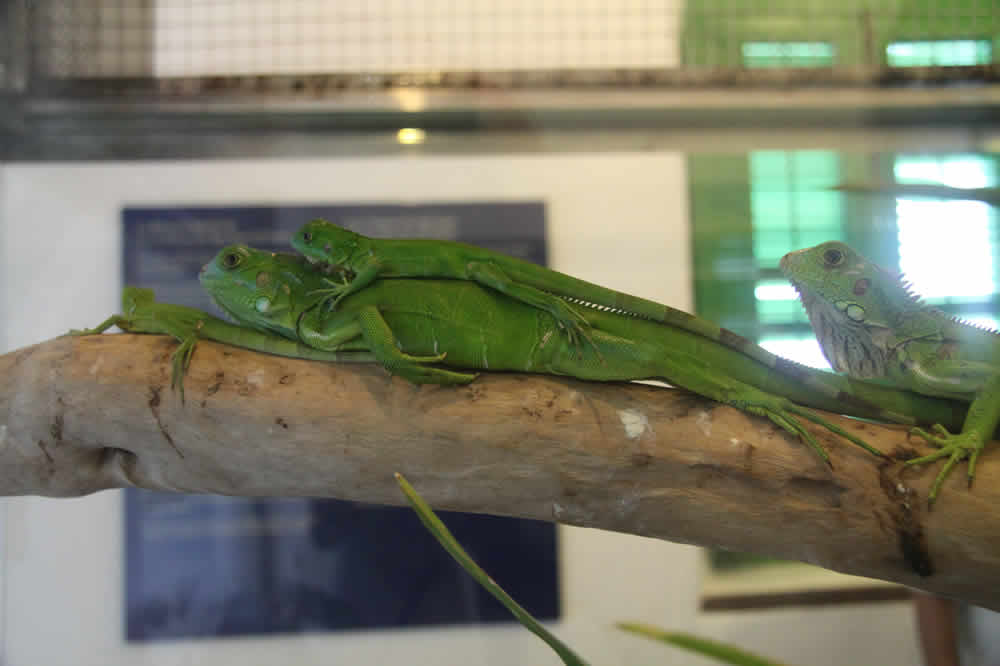 iguanas