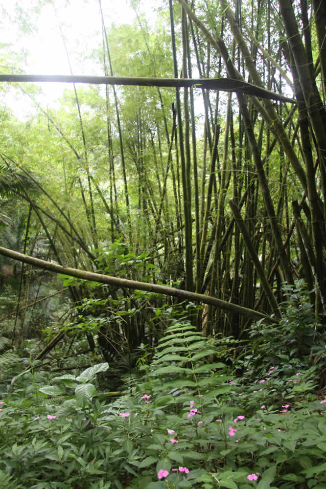 puerto rico bamboo