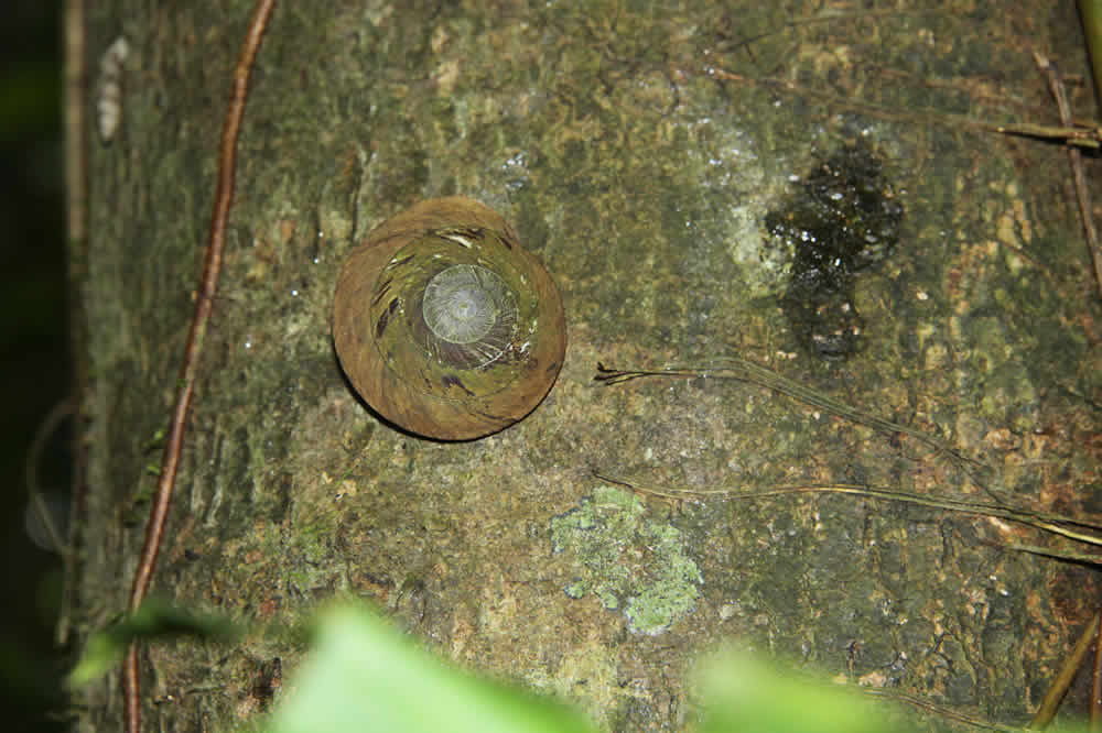 Puerto Rican snails