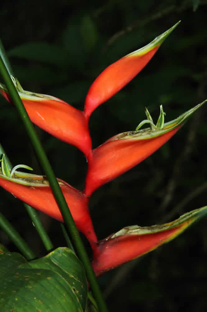 Puerto Rican Flowers