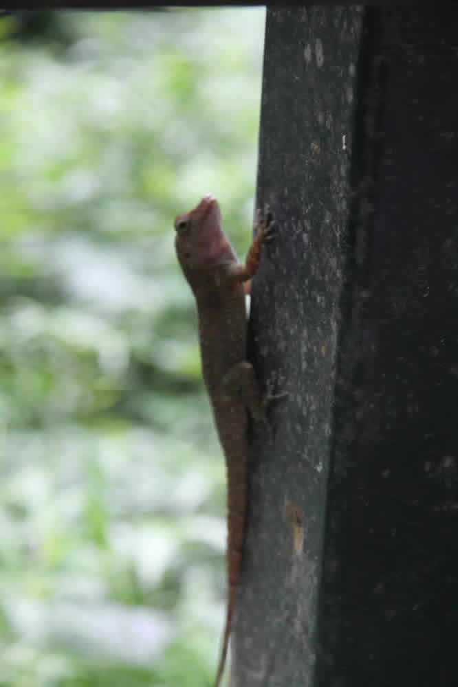 Puerto Rican lizard