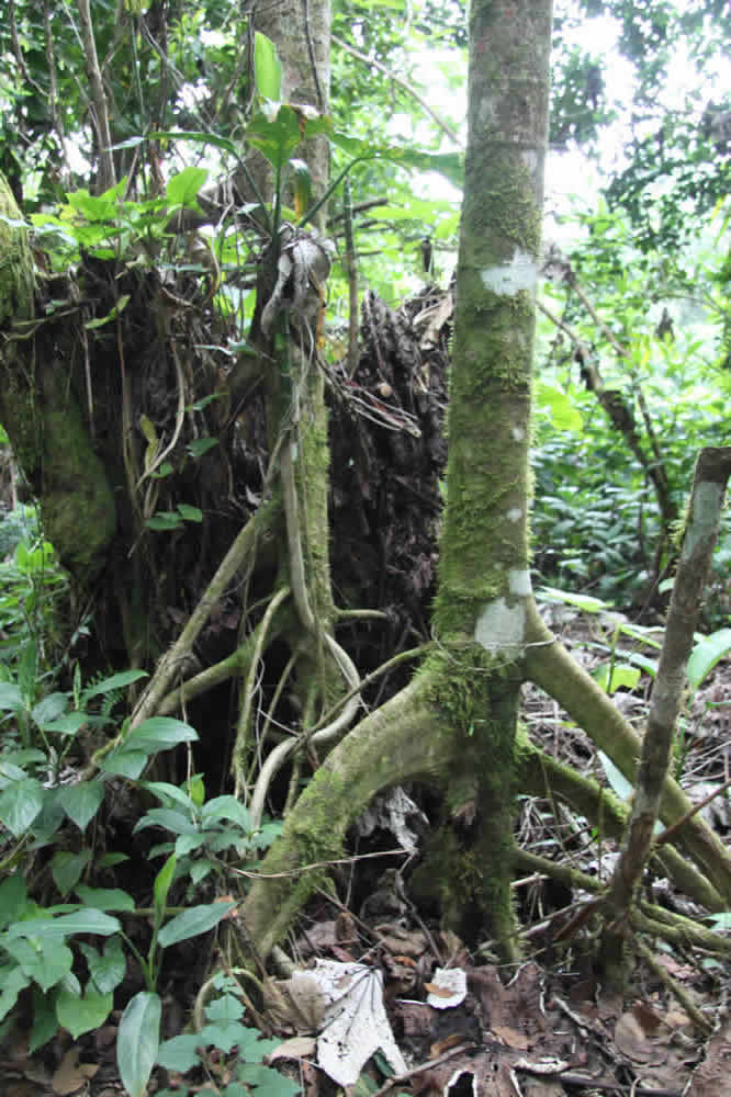 Puerto Rican Trees