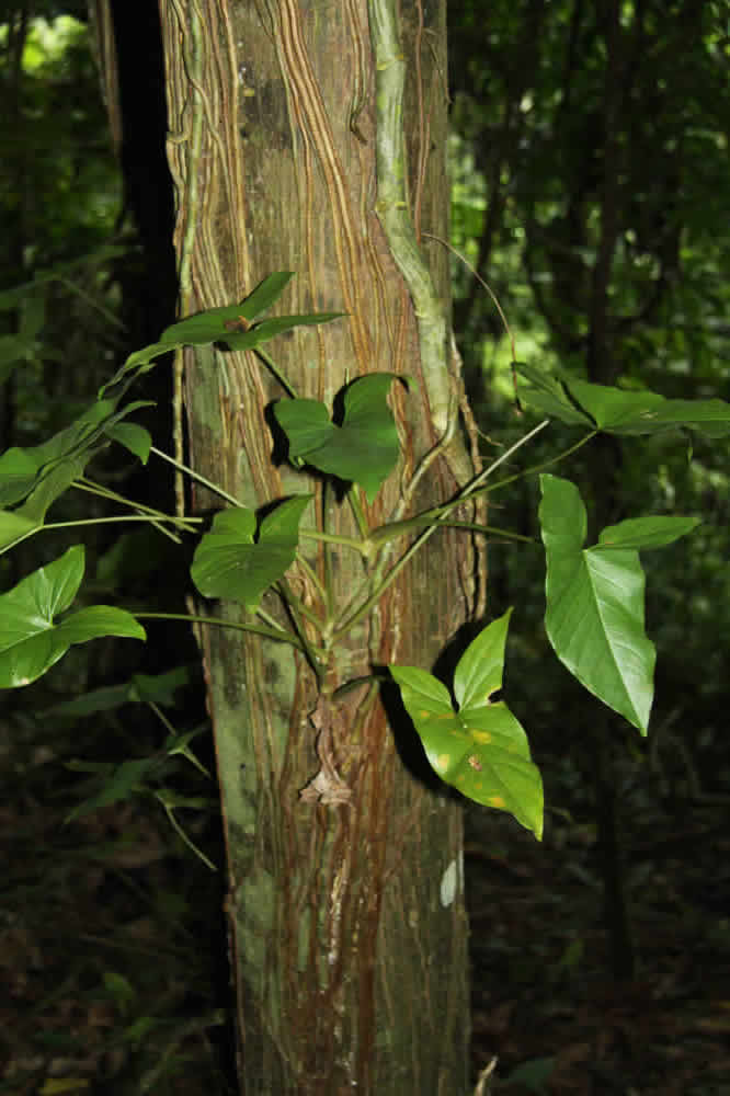 Puerto Rican plants