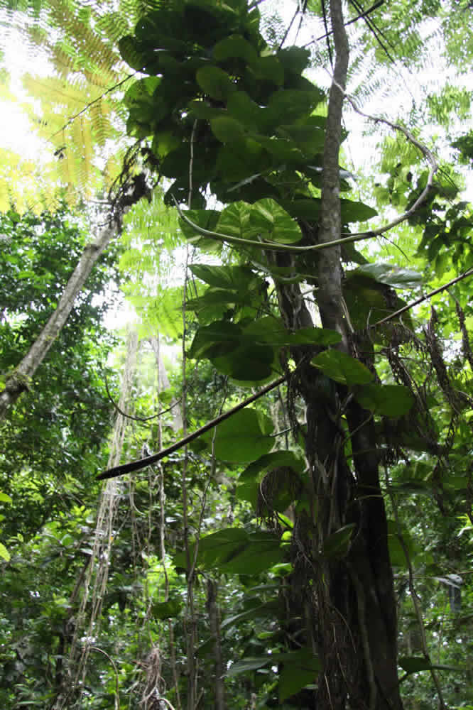 Puerto Rican Plants