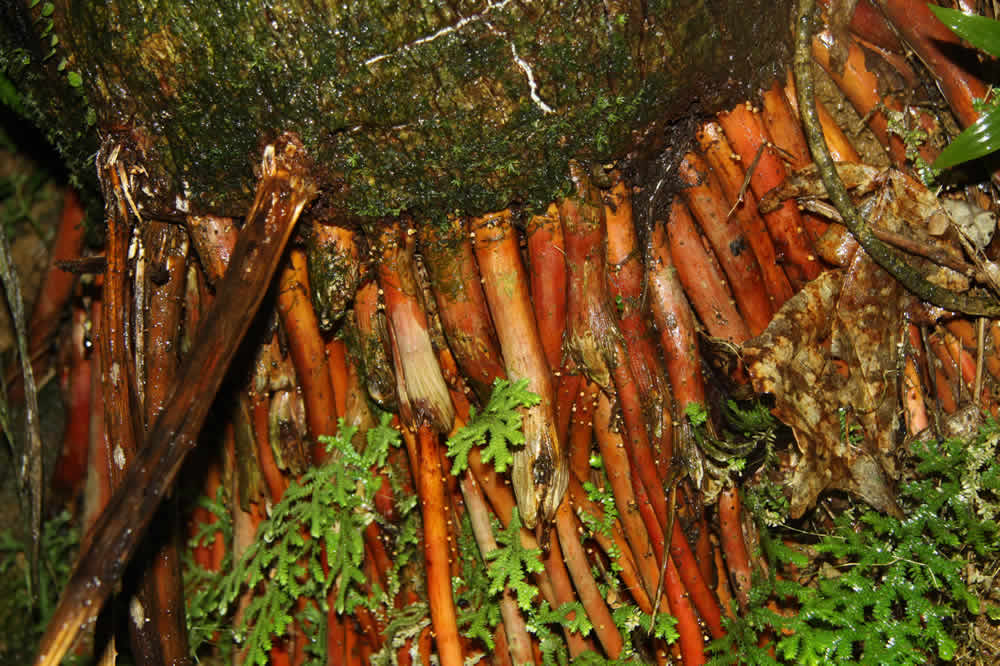 Puerto Rican plants