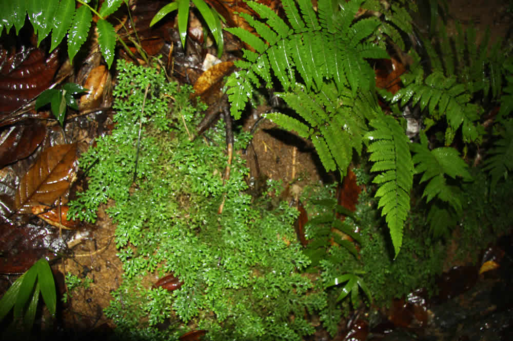 Puerto Rican plants