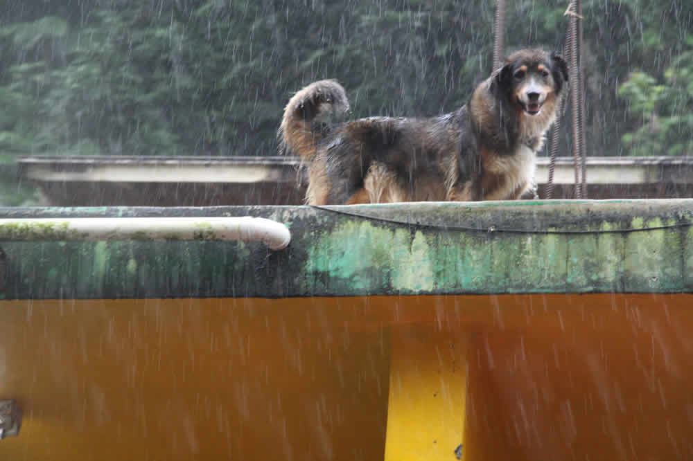 Puerto Rican dog on roof