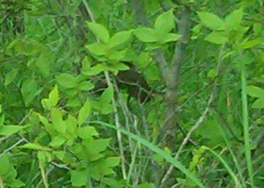 snake in tree