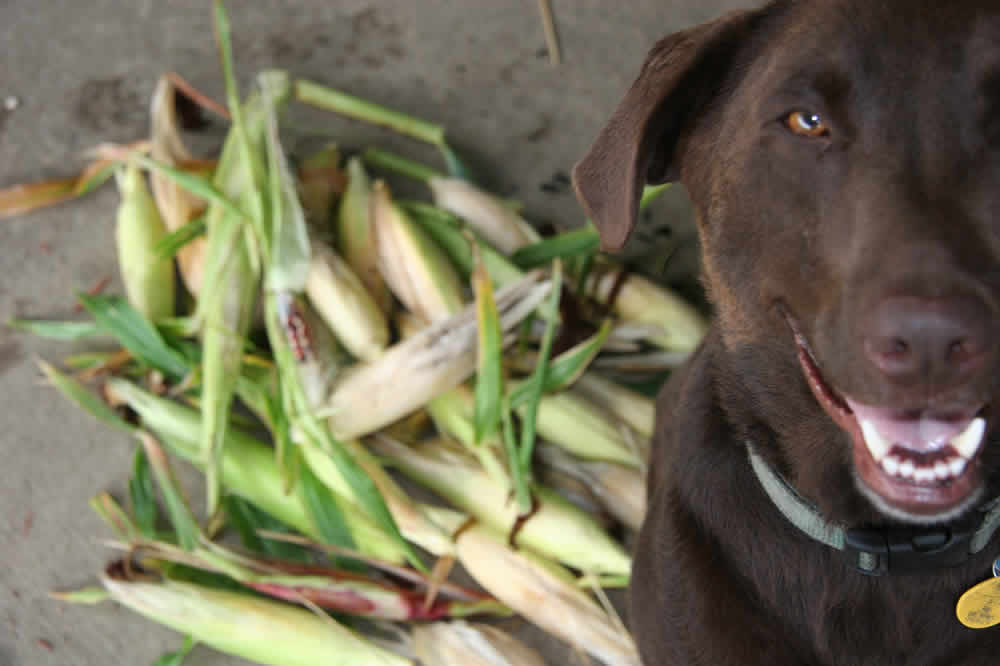 Hank and Sweet Corn