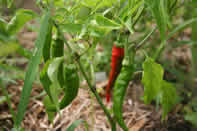 peppers