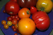 various tomatoes