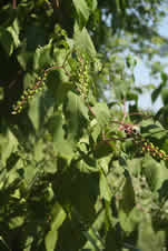 pokeweed